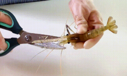 怎么挑虾线视频,轻松学会挑选优质虾线技巧