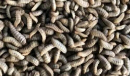 黑水虻养殖技术视频,揭秘高效生态养殖新趋势